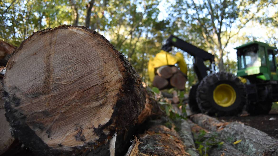 Loading Logs