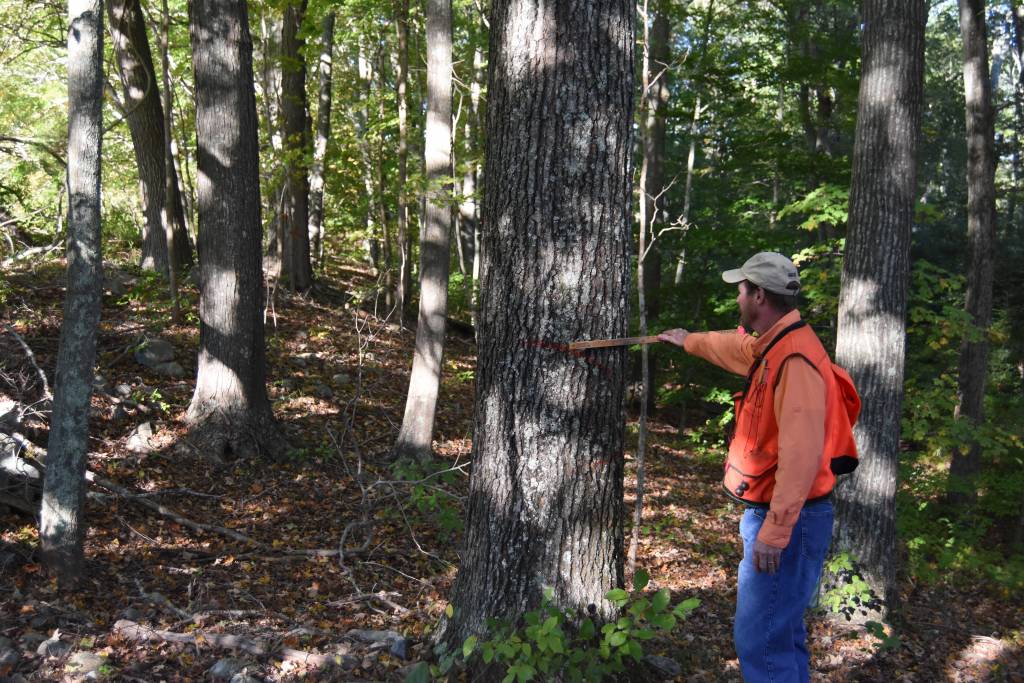 Forestry Scotland Hardwoods