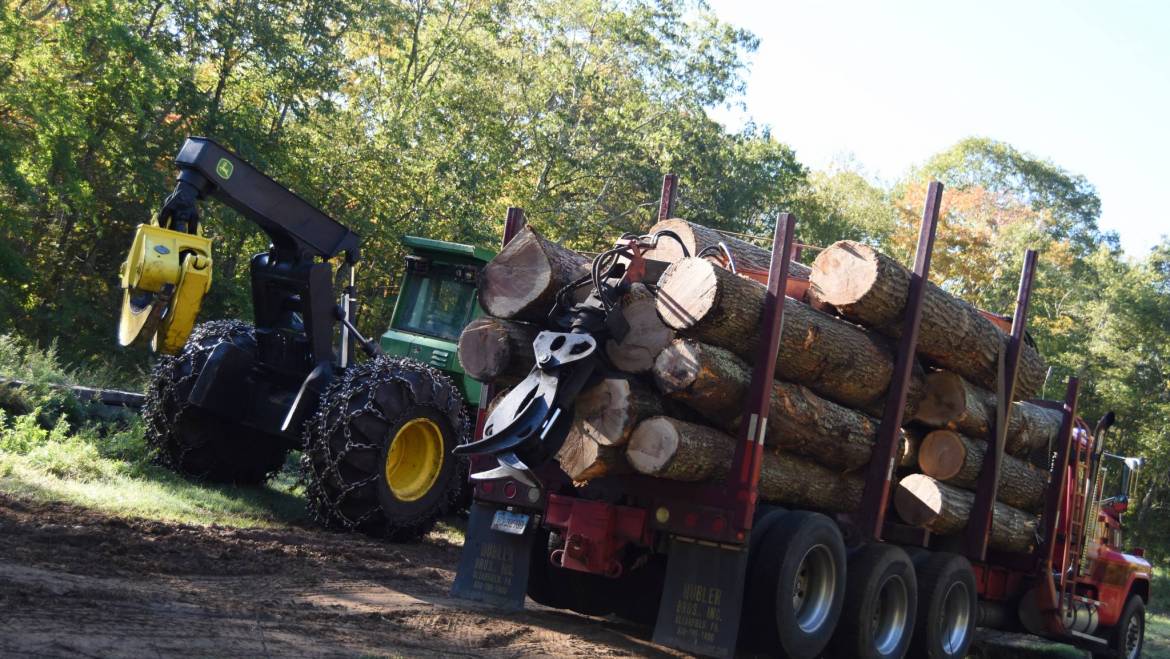 Connecticut Forestry