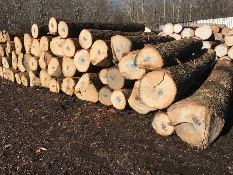 Logs Scotland Hardwoods